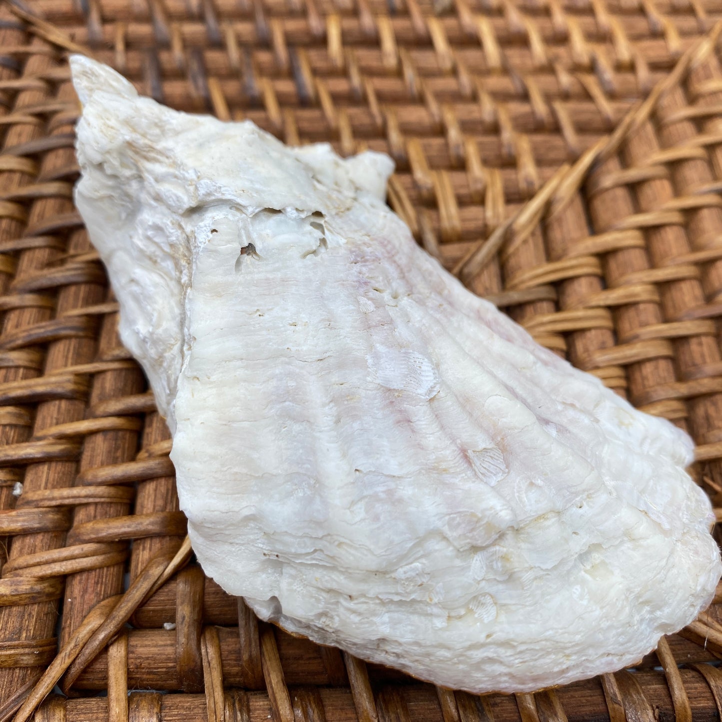 Medium Oyster Shell Gilded Decoupage, Trinket Dish, Jewelry Tray, Gift, Ornament, Event Favor