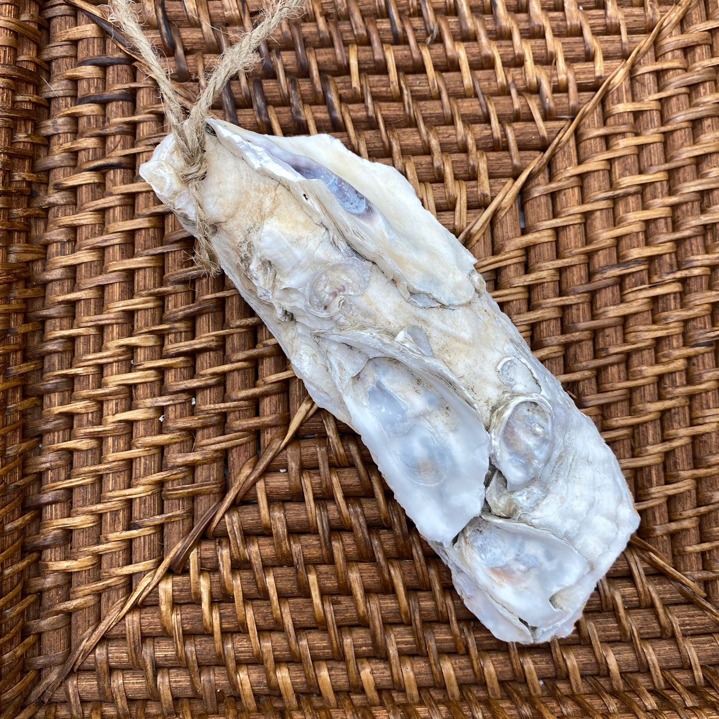 Medium Oyster Shell Gilded Decoupage, Trinket Dish, Jewelry Tray, Gift, Ornament, Event Favor