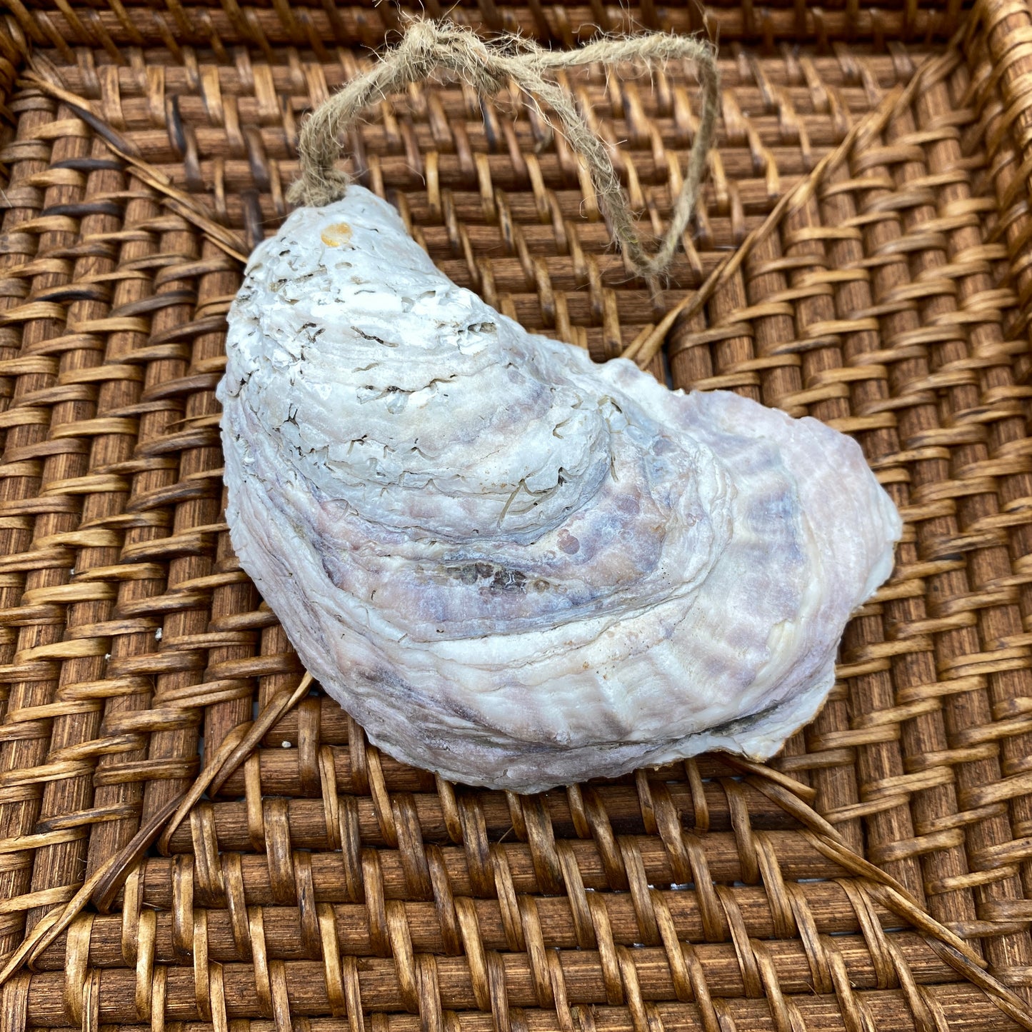 Medium Oyster Shell Gilded Decoupage, Trinket Dish, Jewelry Tray, Gift, Ornament, Event Favor