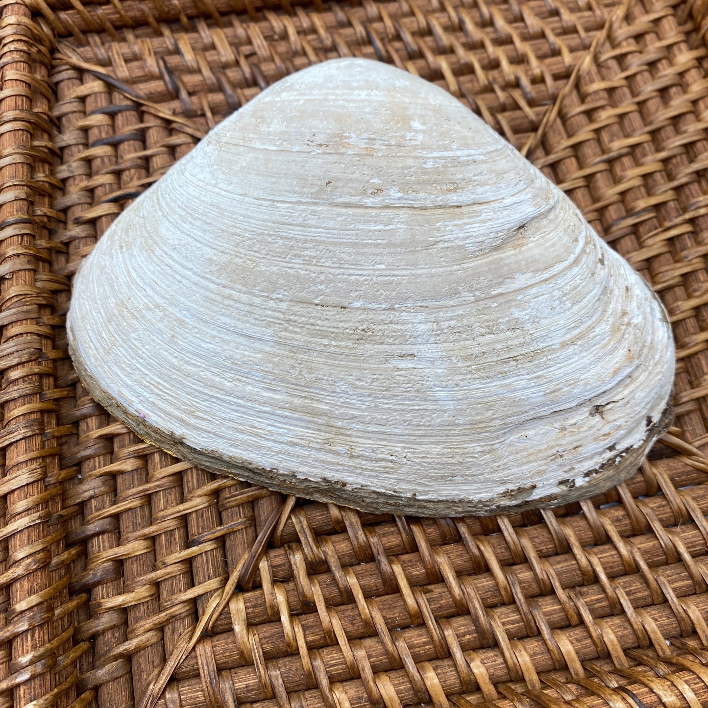Large Clam Shell Gilded Decoupage, Trinket Dish, Jewelry Tray, Gift, Ornament, Event Favor