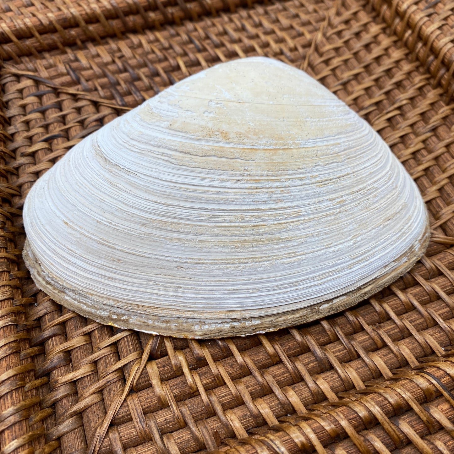 Large Clam Shell Gilded Decoupage, Trinket Dish, Jewelry Tray, Gift, Ornament, Event Favor