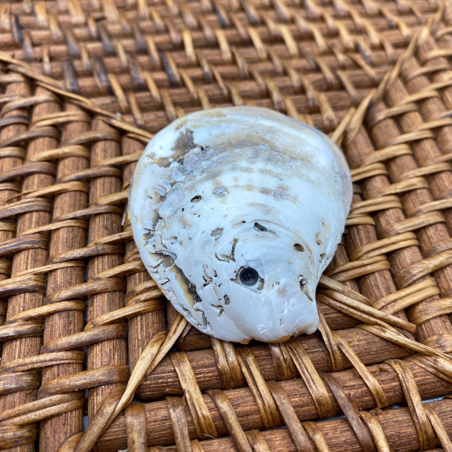 Small Oyster Shell Gilded Decoupage, Trinket Dish, Jewelry Tray, Gift, Ornament, Event Favor