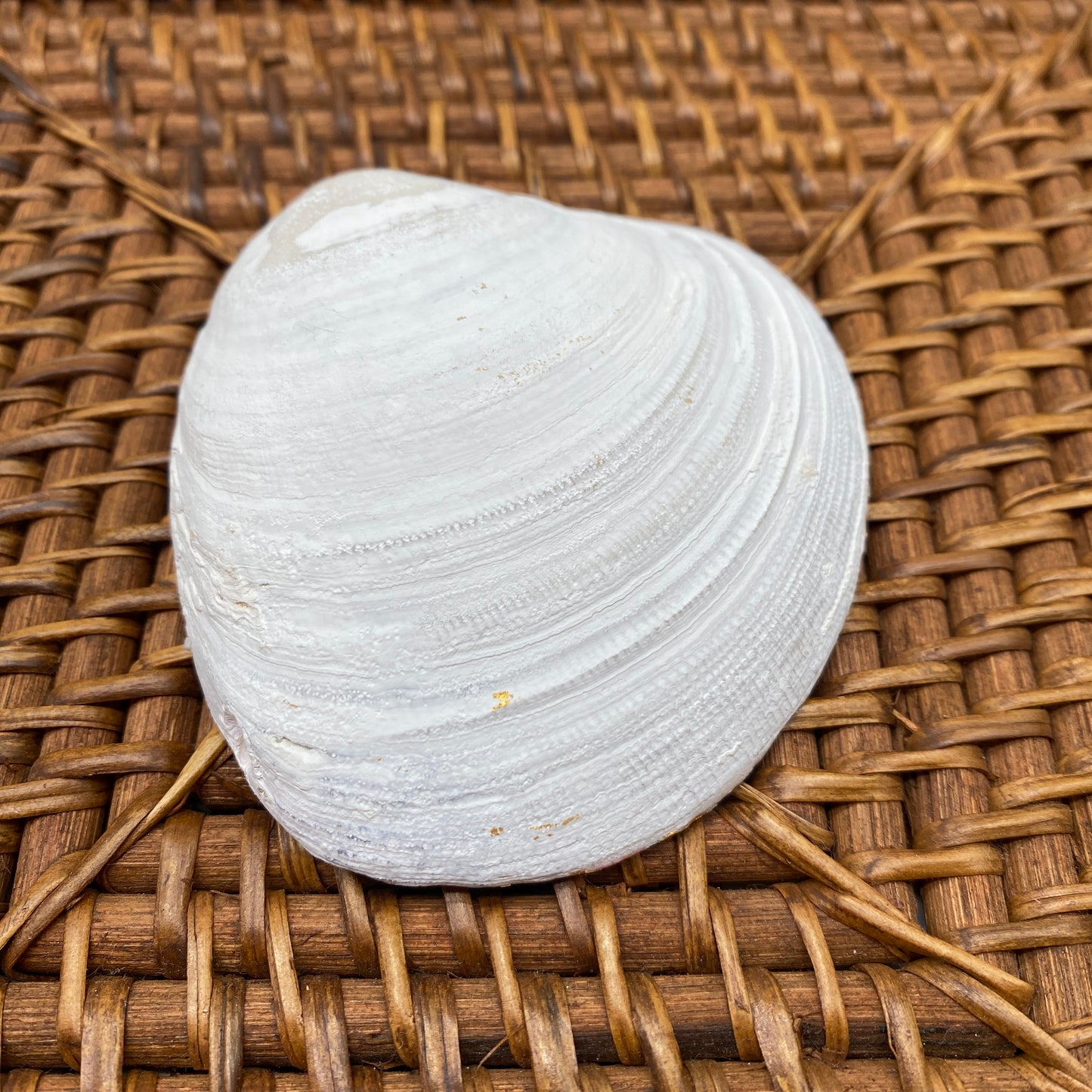 Medium Clam Shell Gilded Decoupage, Trinket Dish, Jewelry Tray, Gift, Ornament, Event Favor