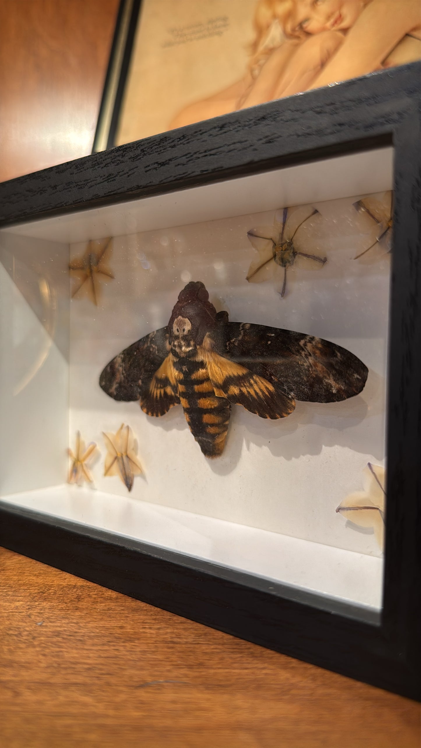 Death’s-head Hawkmoth