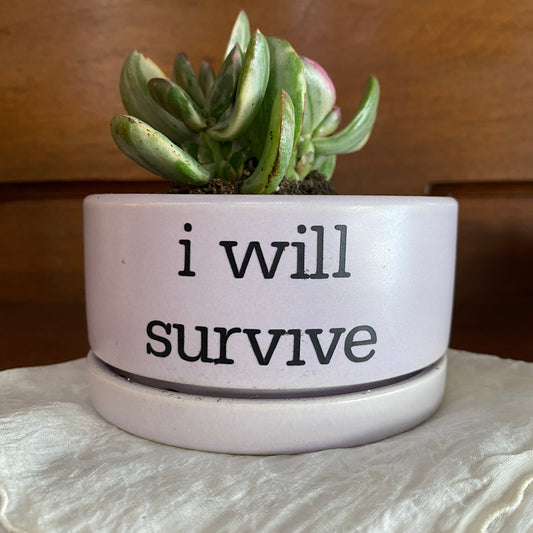 Sassy Lavender Colored Planter with Succulent - I Will Survive