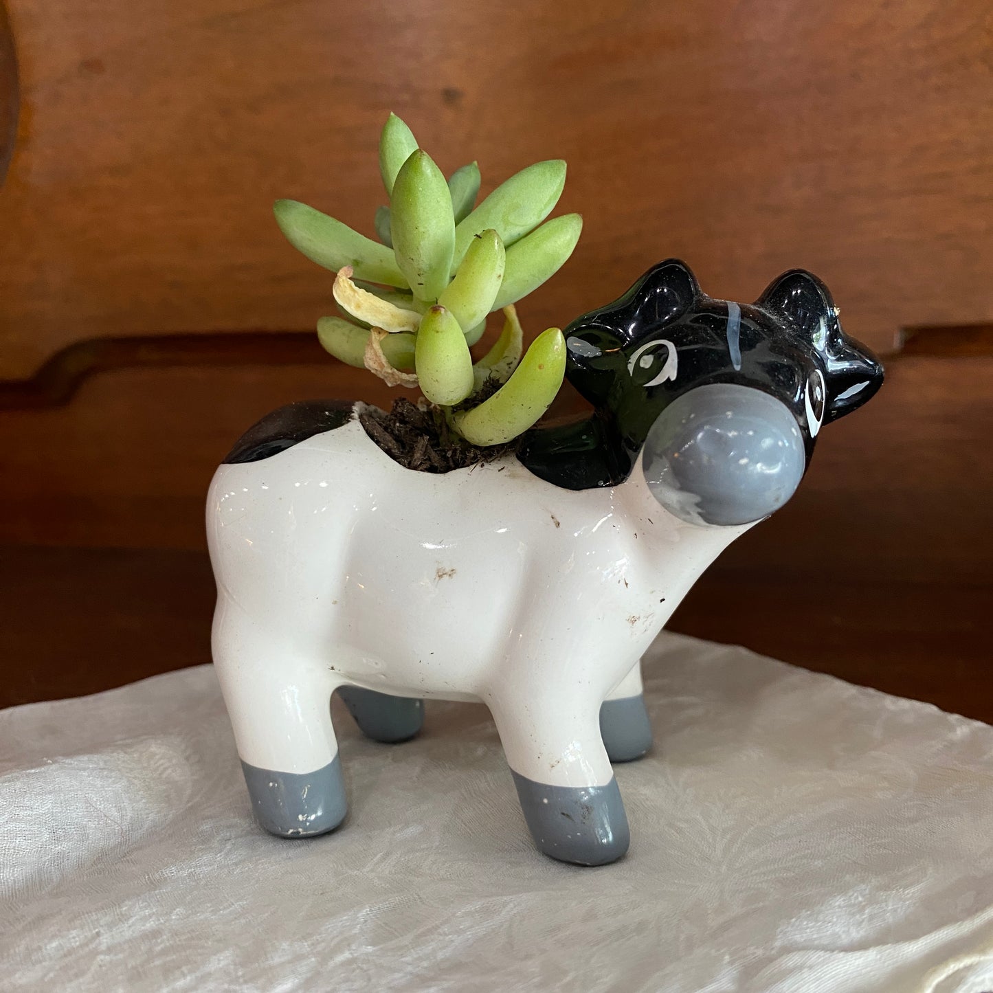 Mini Cow Planter with Succulent