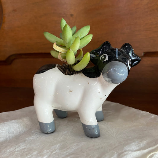 Mini Cow Planter with Succulent