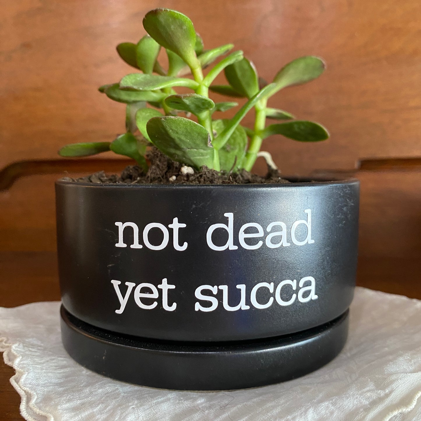 Sassy Planter with Succulent - Not Dead Yet Succa