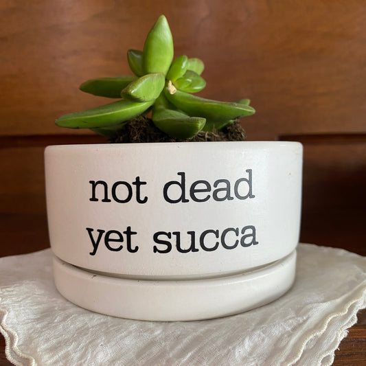 Sassy Planter with Succulent - Not Dead Yet Succa